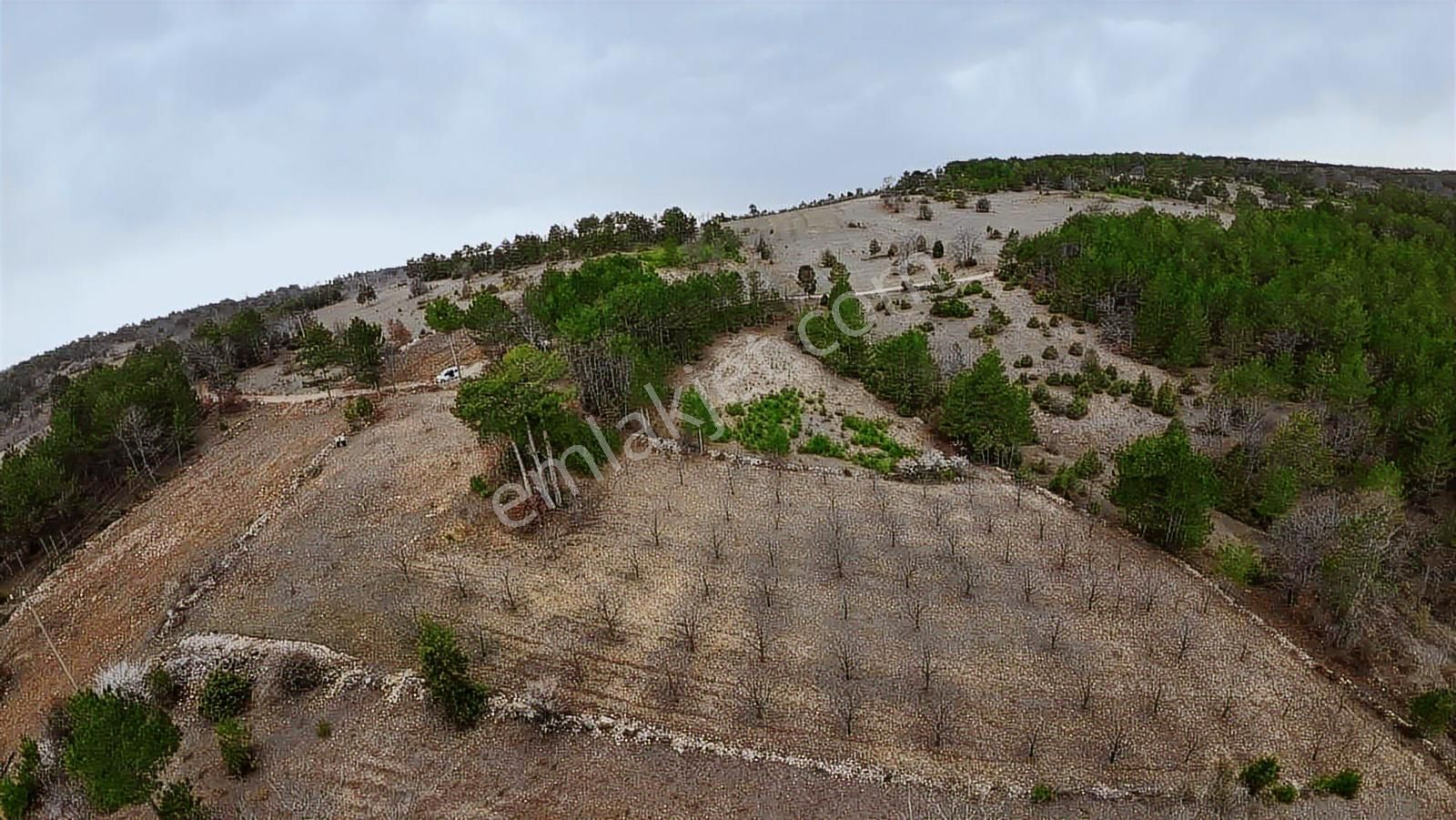 Tek Tapu Bakımlı Keles Alpagut Temiz 4300 Mt2 Arazi - Görsel 5
