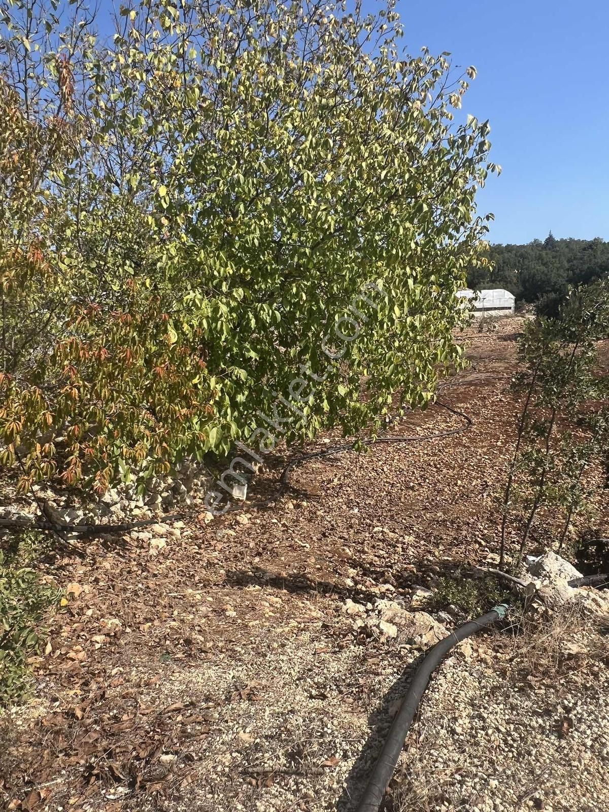 Erdemli Hüsametli Elektrik/su/kapı Numarası Mevcut - Görsel 9