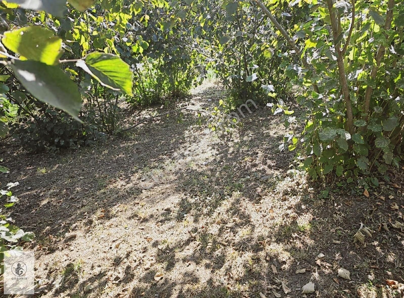 Şehre 20 Dakika Mesafede Doğan Köyde 3 Dönüm Düz Arazi Satılık - Görsel 7