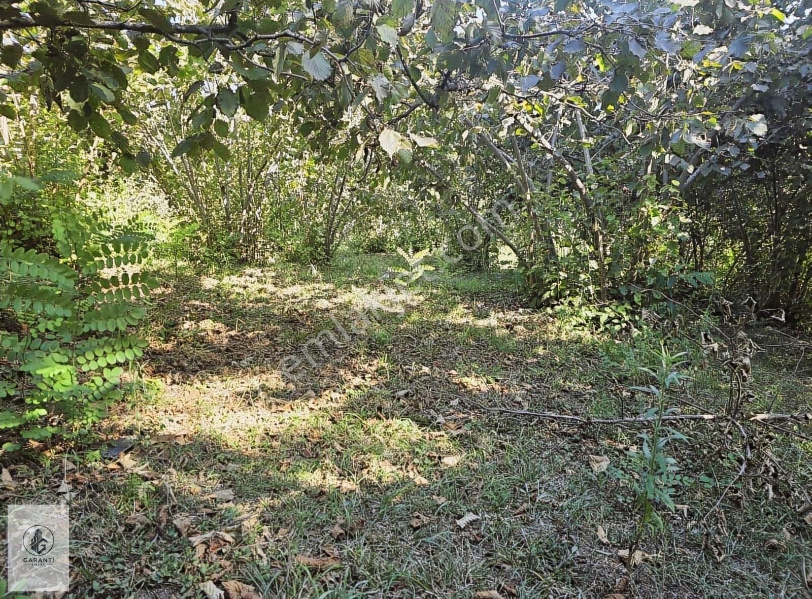 Şehre 20 Dakika Mesafede Doğan Köyde 3 Dönüm Düz Arazi Satılık - Görsel 3