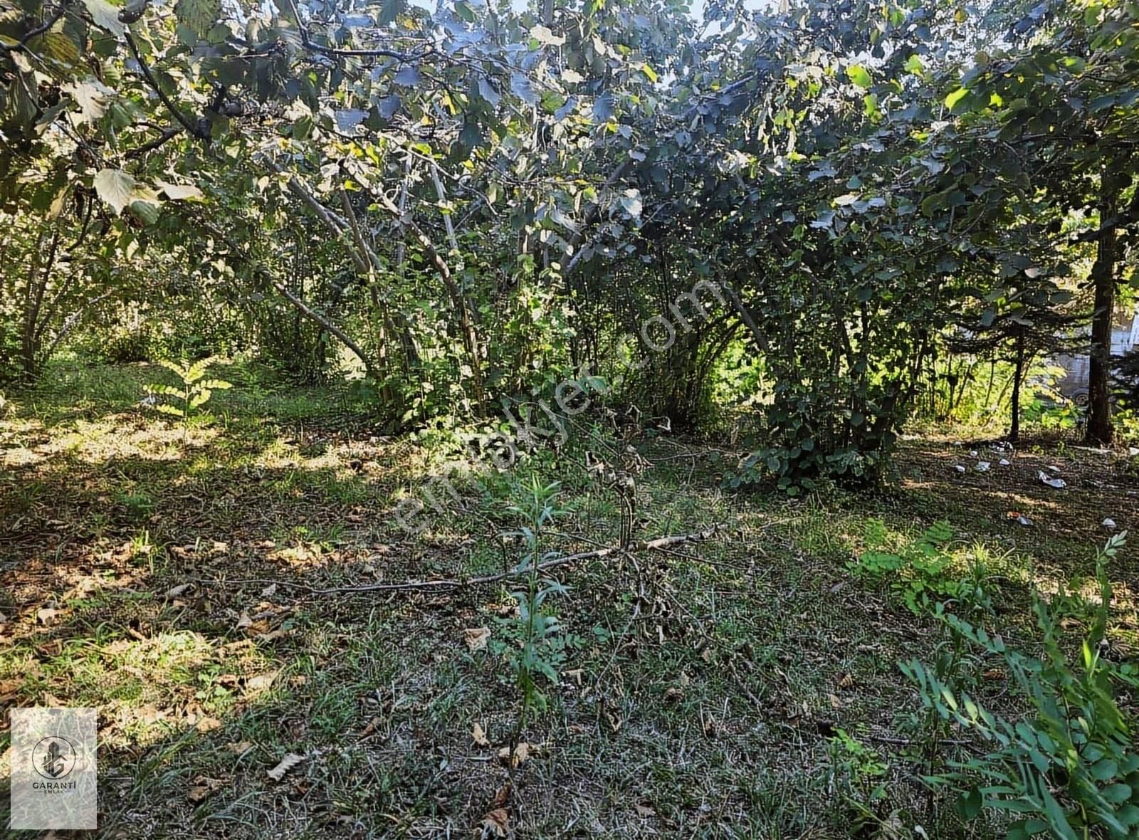 Şehre 20 Dakika Mesafede Doğan Köyde 3 Dönüm Düz Arazi Satılık - Görsel 13