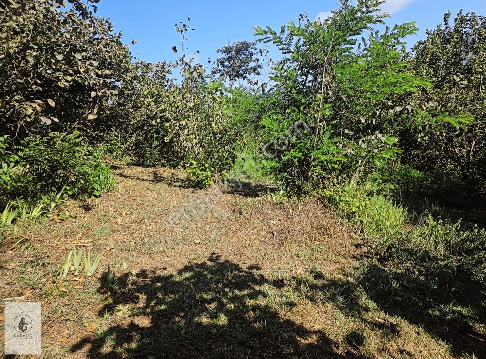 Şehre 20 Dakika Mesafede Doğan Köyde 3 Dönüm Düz Arazi Satılık - Görsel 2