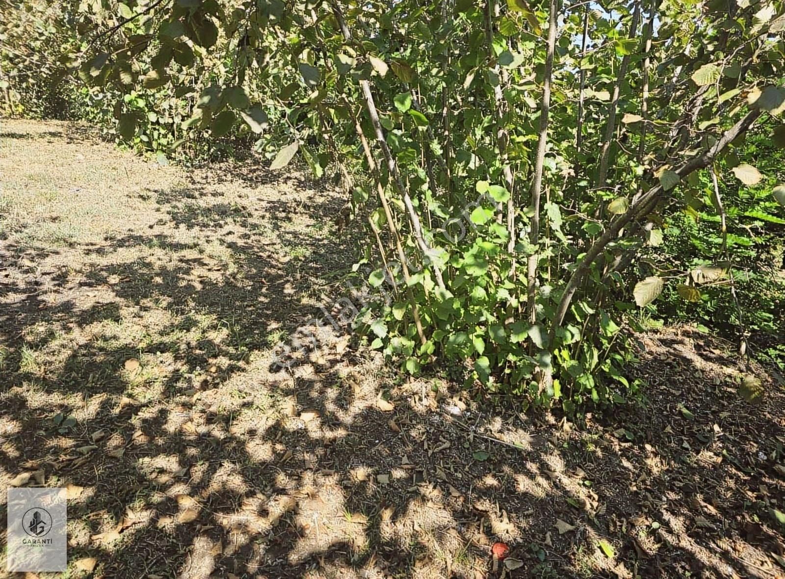 Şehre 20 Dakika Mesafede Doğan Köyde 3 Dönüm Düz Arazi Satılık - Görsel 5