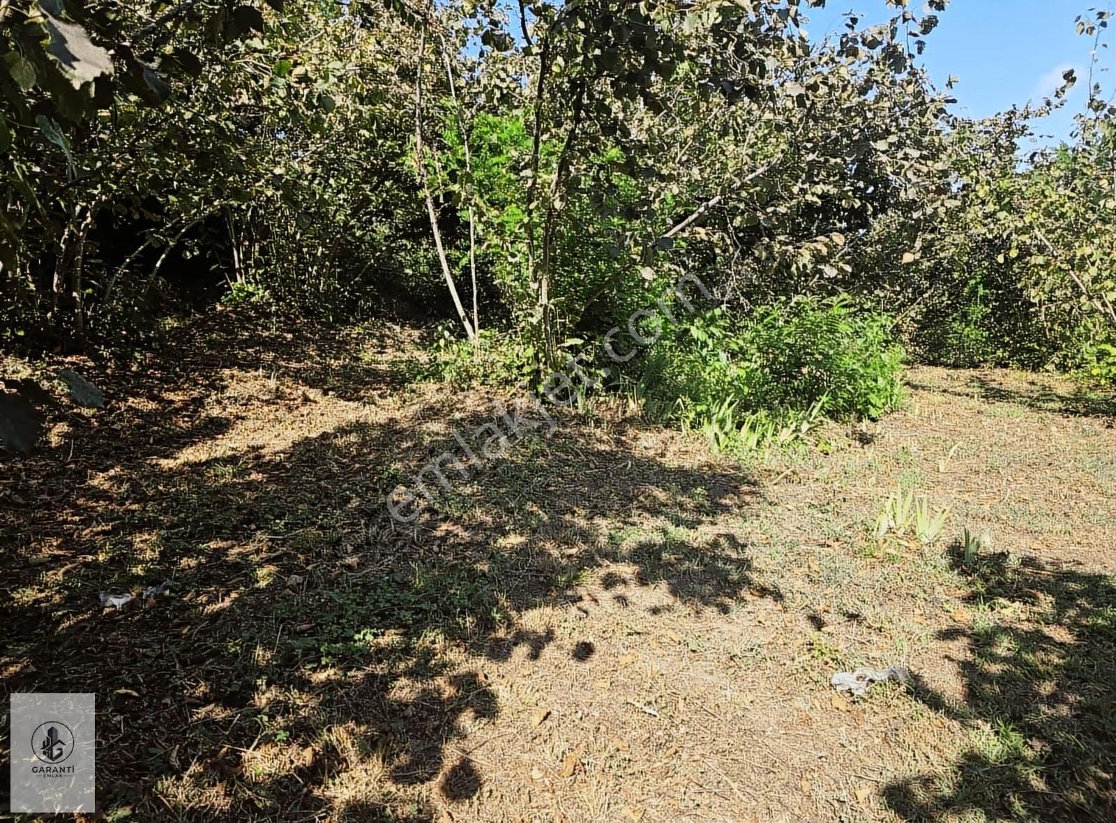 Şehre 20 Dakika Mesafede Doğan Köyde 3 Dönüm Düz Arazi Satılık - Görsel 4