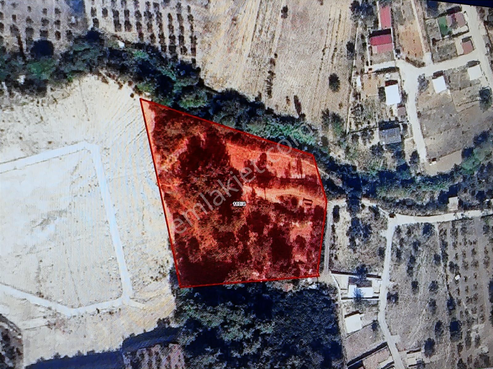 Torbalı Demirci'de Anayola 700 Metre Zeytinlik - Görsel 4