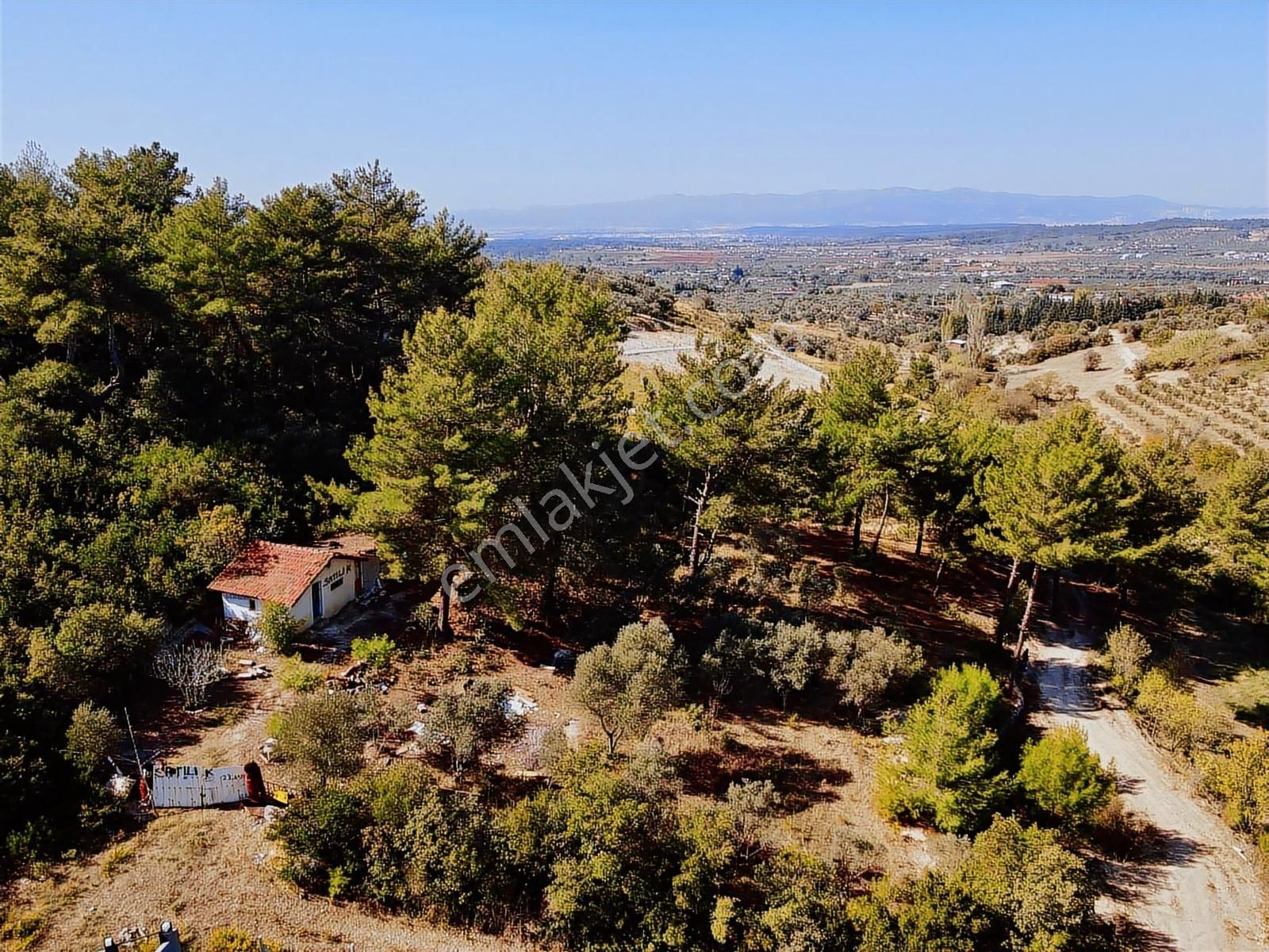 Torbalı Demirci'de Anayola 700 Metre Zeytinlik