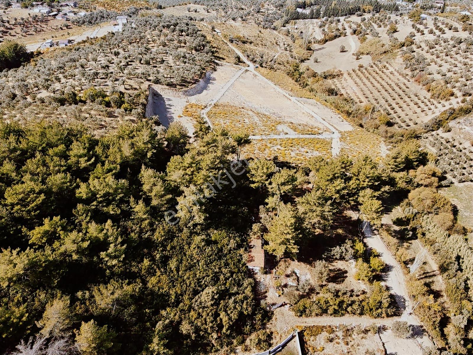 Torbalı Demirci'de Anayola 700 Metre Zeytinlik - Görsel 2