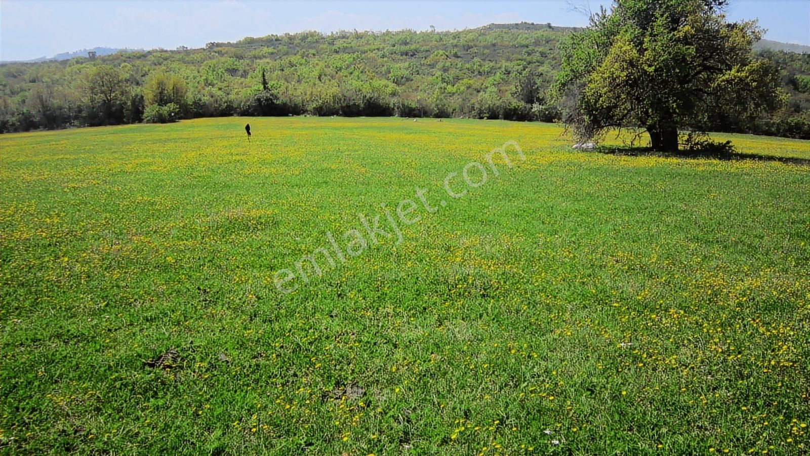 Doğa Severlere Bursa Nilüfer Kayapa Da 1925 M2 Fırsat Arazi - Görsel 30