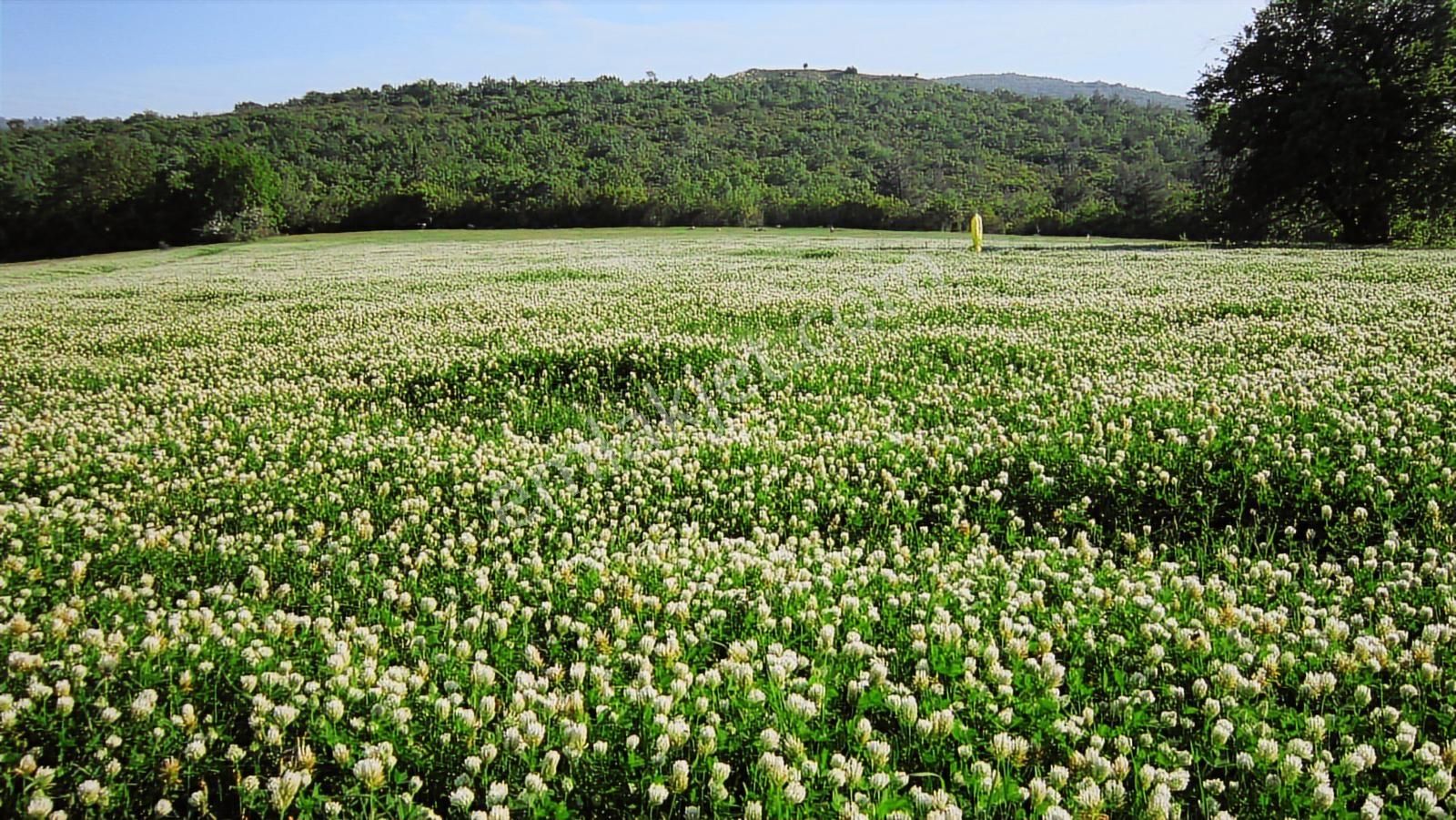 Doğa Severlere Bursa Nilüfer Kayapa Da 1925 M2 Fırsat Arazi - Görsel 12