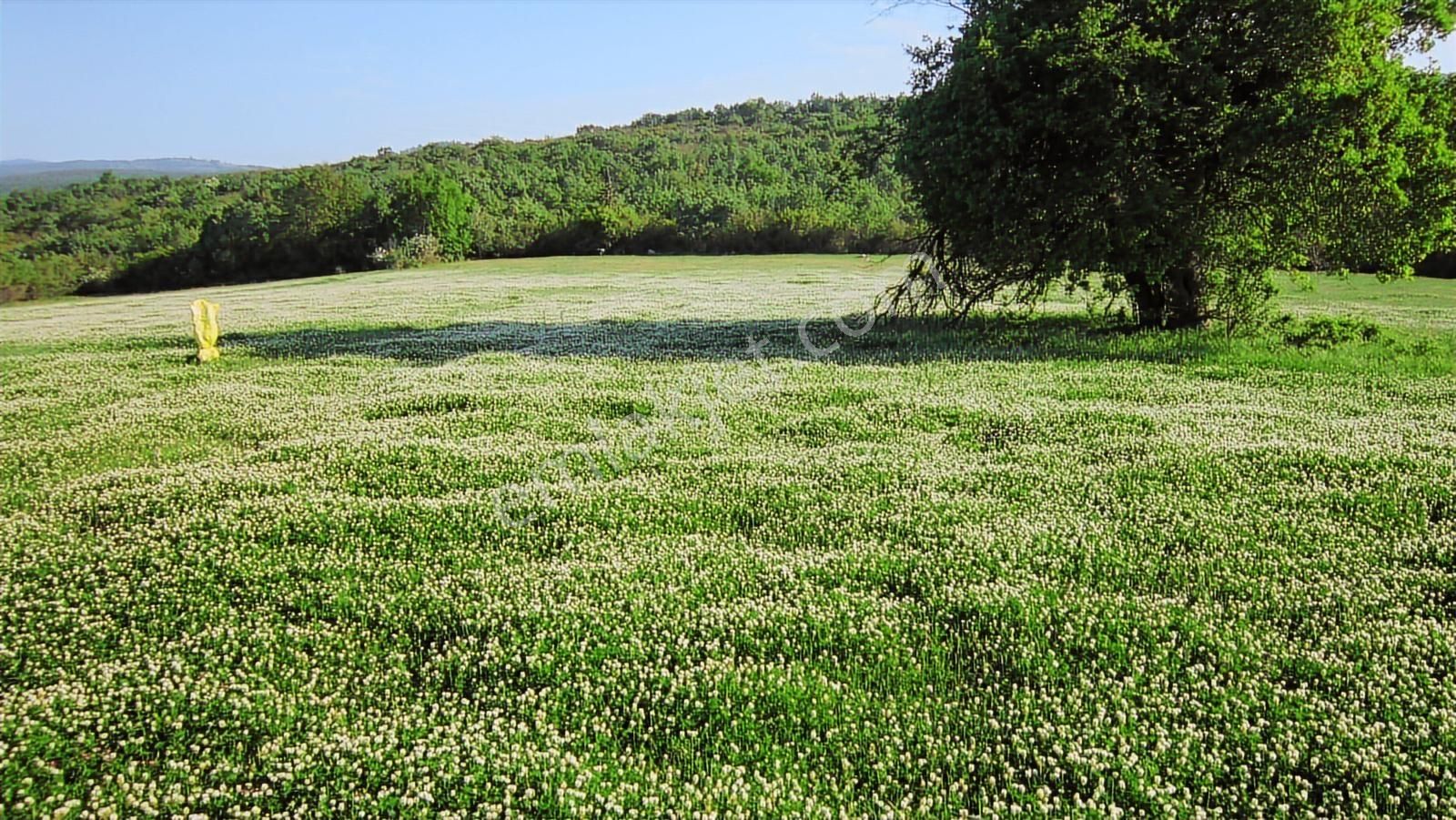 Doğa Severlere Bursa Nilüfer Kayapa Da 1925 M2 Fırsat Arazi - Görsel 4