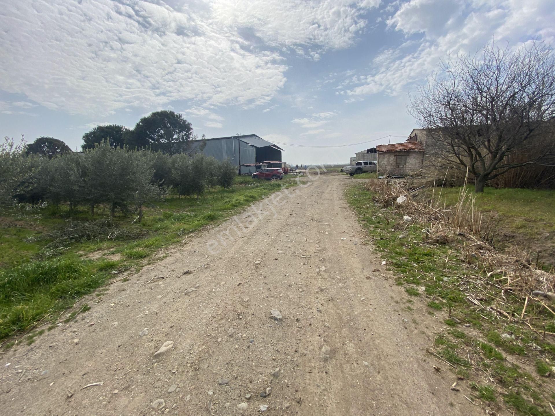 Balıkesir Edremit Te Satılık 408 Dönüm Zeytinlik. - Görsel 6