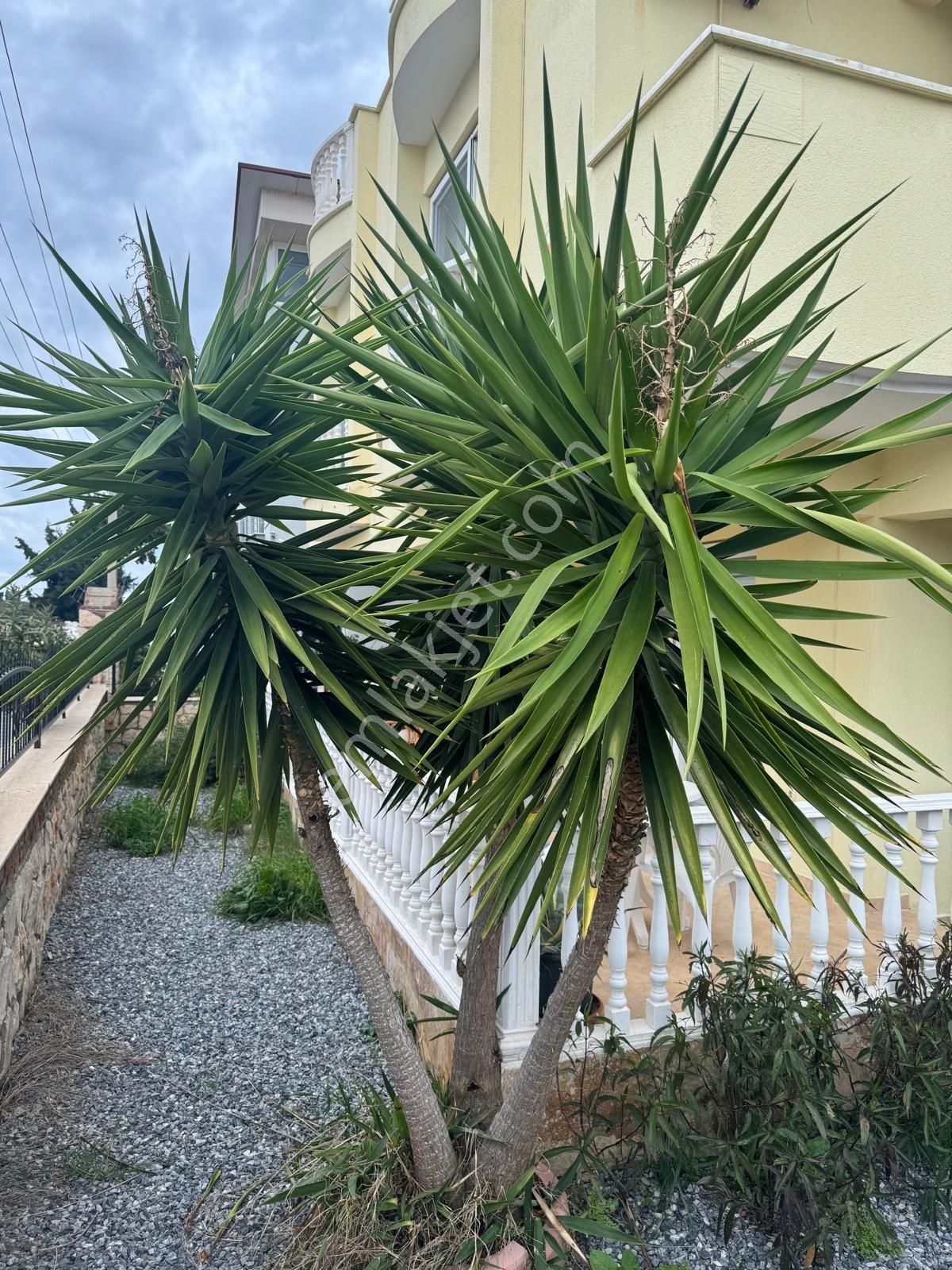 Didim Mavişehir Sedef Koy'da 3+1 Müstakil Deniz Manzaralı Villa - Görsel 7