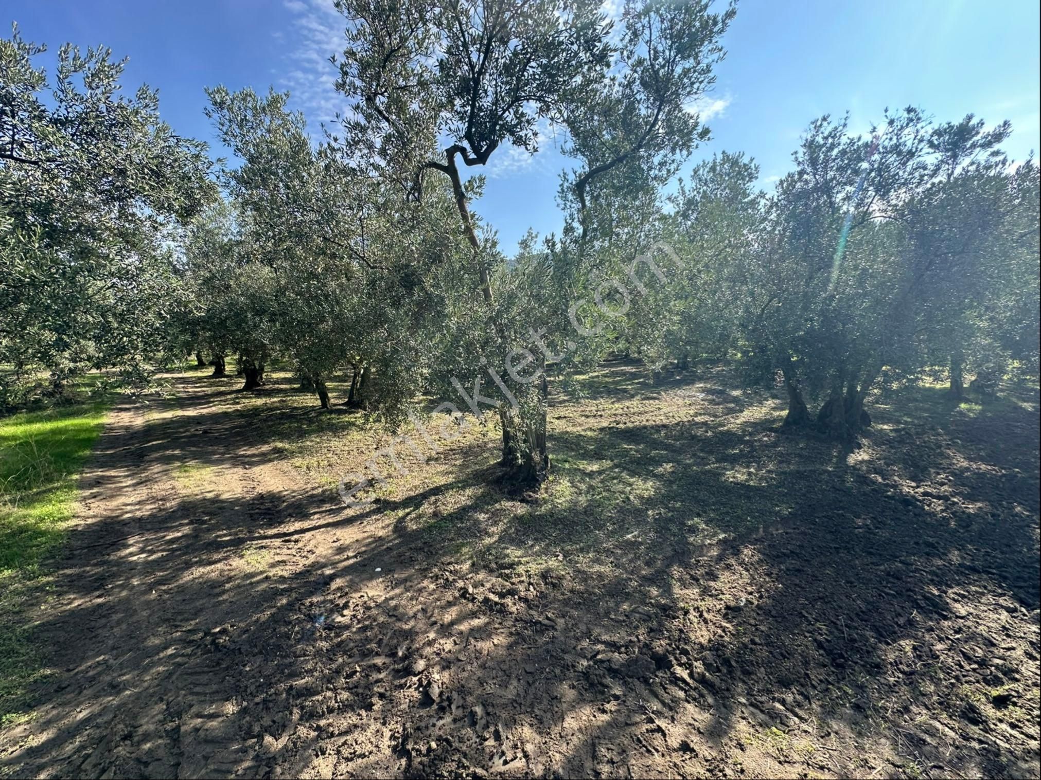 Tırpan Gayrimenkulden Ömerbey Mah.642m2 Kadastro Yoluna Cepheli İmara 250metre Uzaklıkta Zeytinlik - Görsel 14