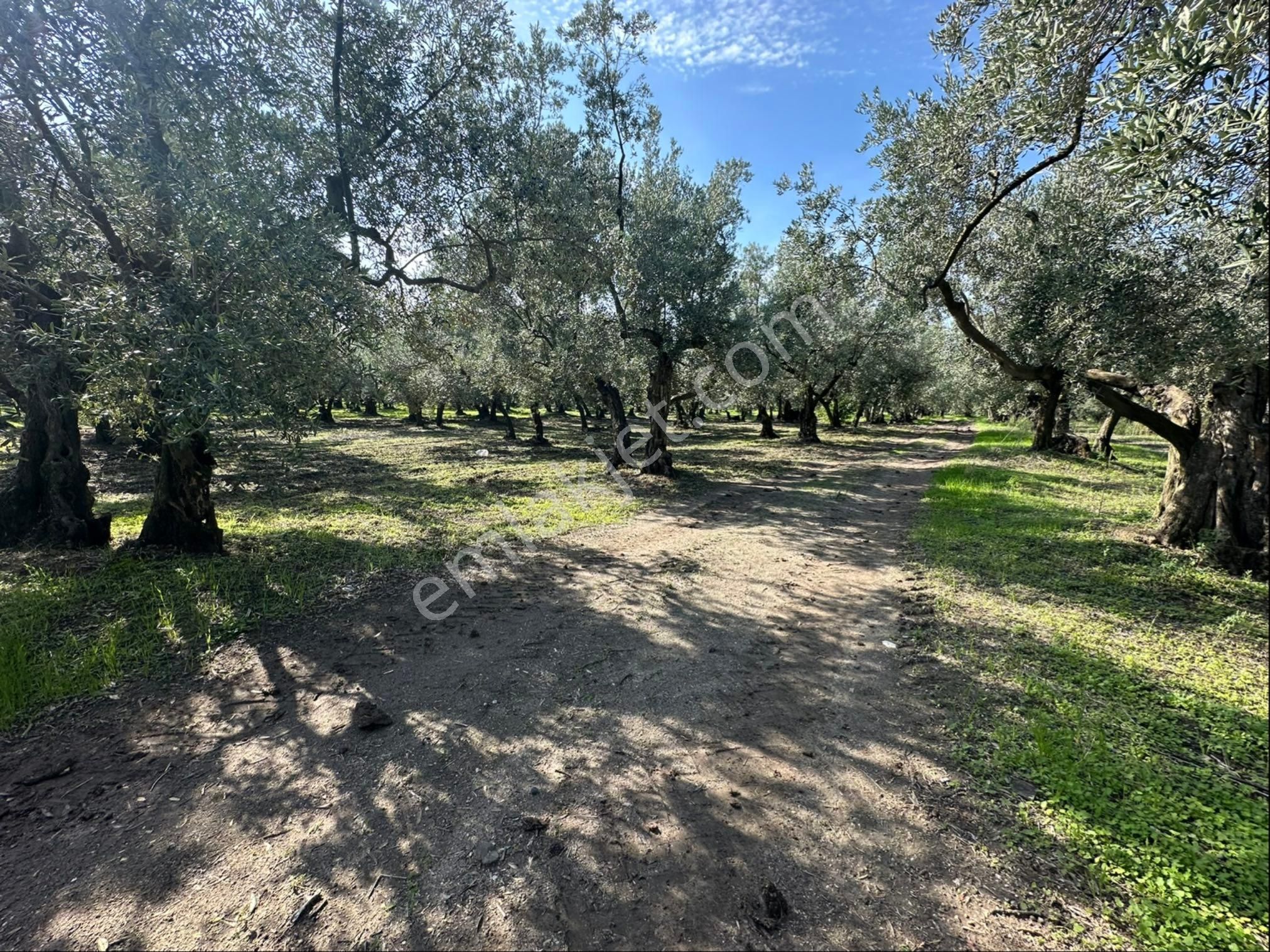 Tırpan Gayrimenkulden Ömerbey Mah.642m2 Kadastro Yoluna Cepheli İmara 250metre Uzaklıkta Zeytinlik - Görsel 8