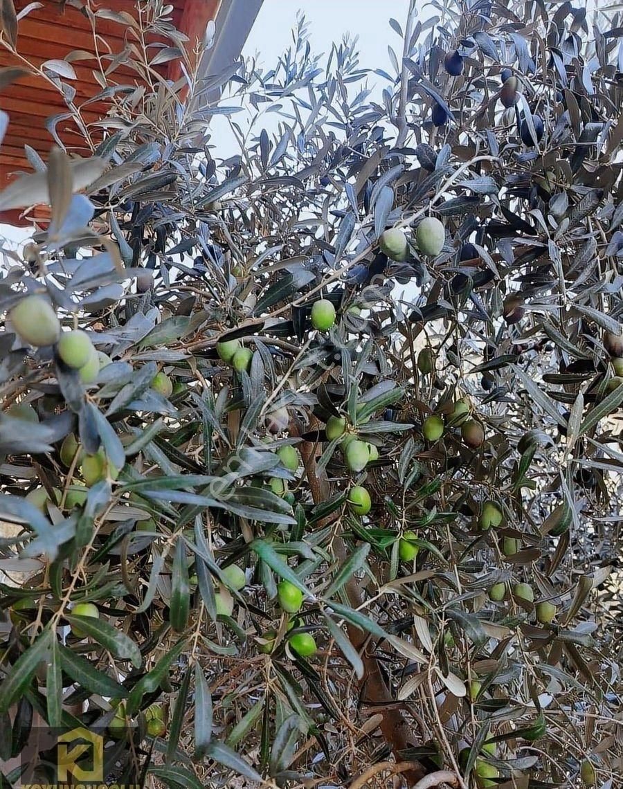 Koyuncuoğlu'ndan Hurma Ve Zeytin Ağaçlı Yatırımlık Bahçe - Görsel 29