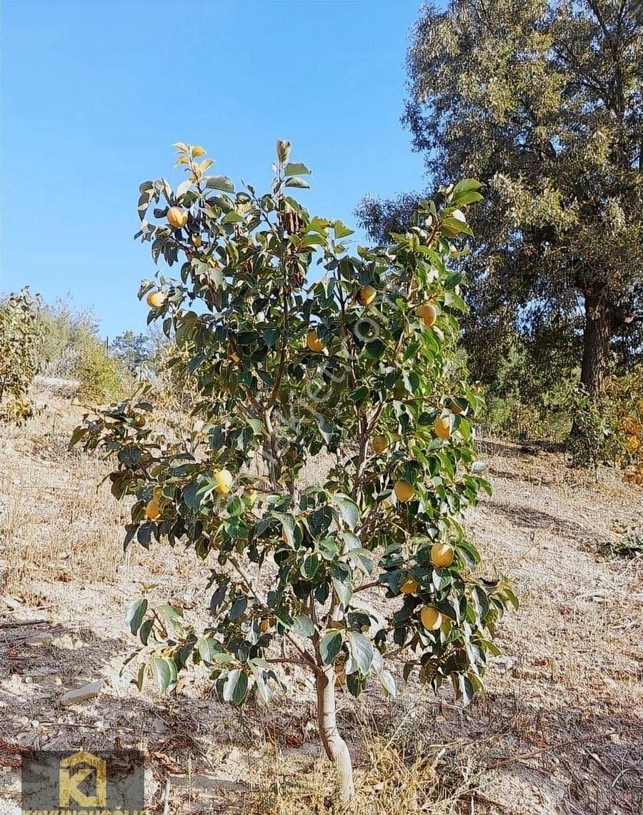 Koyuncuoğlu'ndan Hurma Ve Zeytin Ağaçlı Yatırımlık Bahçe - Görsel 24