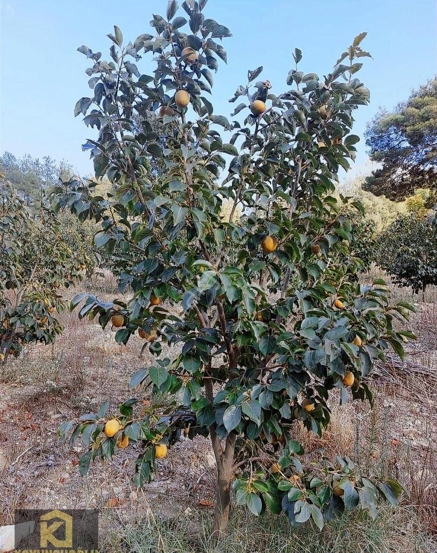 Koyuncuoğlu'ndan Hurma Ve Zeytin Ağaçlı Yatırımlık Bahçe - Görsel 3