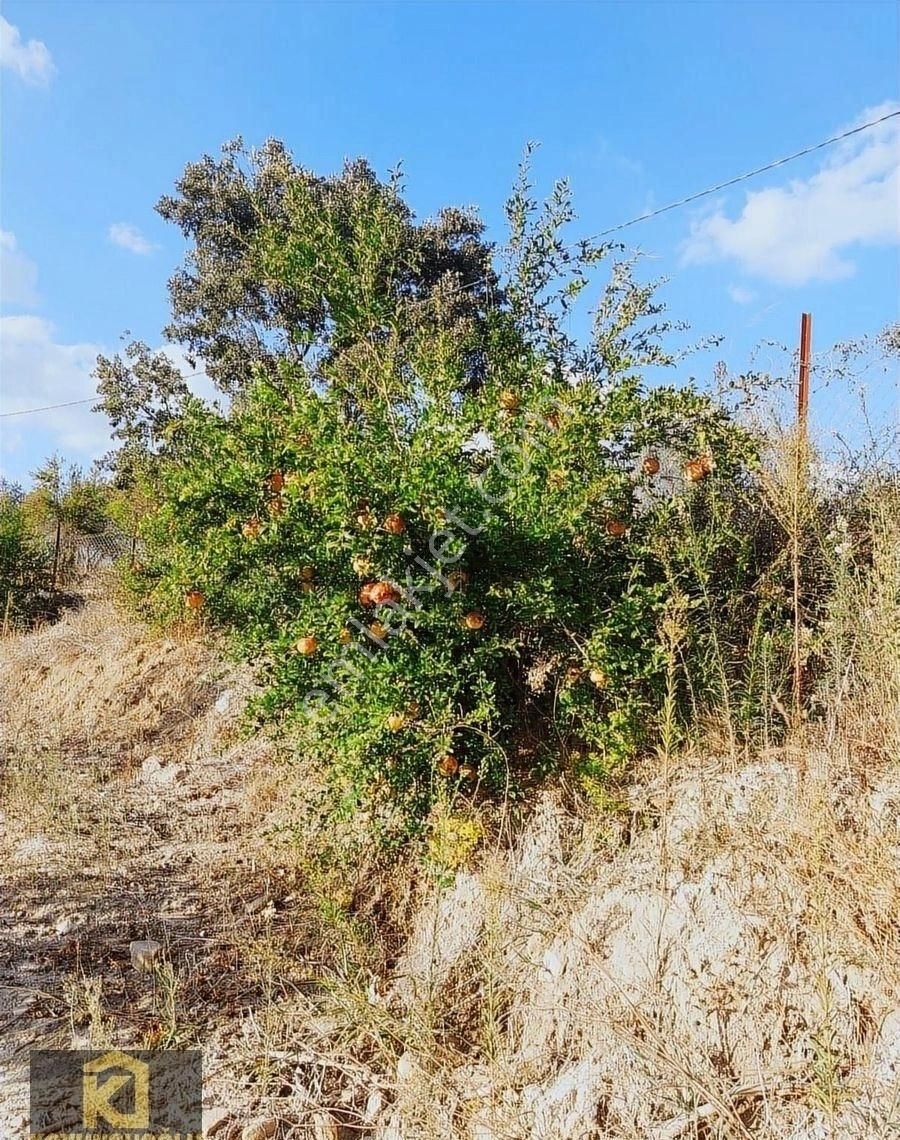 Koyuncuoğlu'ndan Hurma Ve Zeytin Ağaçlı Yatırımlık Bahçe - Görsel 17