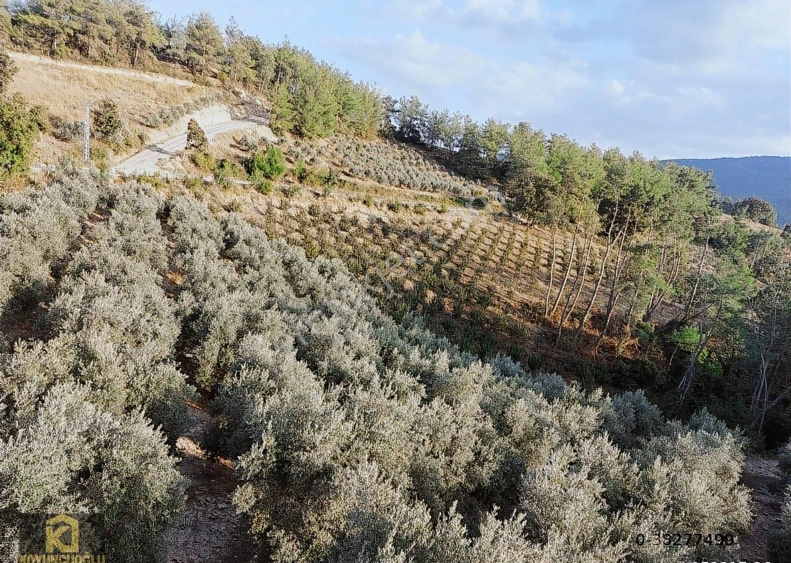 Koyuncuoğlu'ndan Hurma Ve Zeytin Ağaçlı Yatırımlık Bahçe - Görsel 20