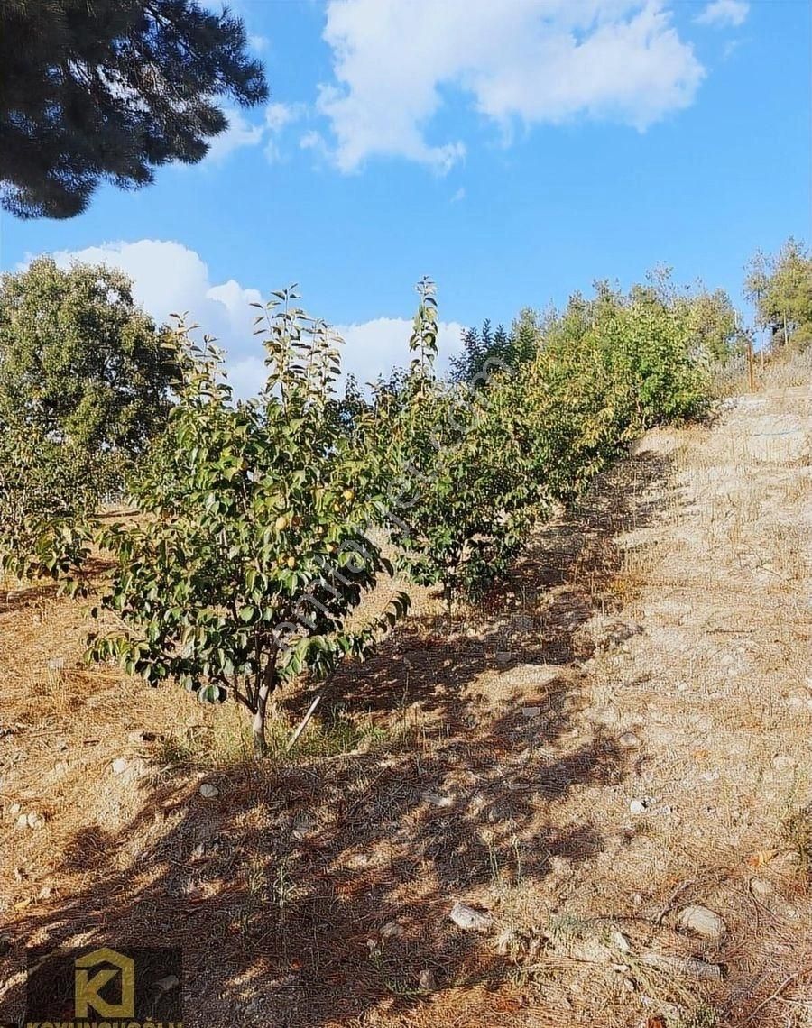 Koyuncuoğlu'ndan Hurma Ve Zeytin Ağaçlı Yatırımlık Bahçe - Görsel 34