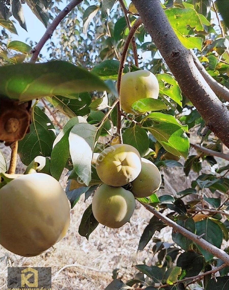 Koyuncuoğlu'ndan Hurma Ve Zeytin Ağaçlı Yatırımlık Bahçe - Görsel 26