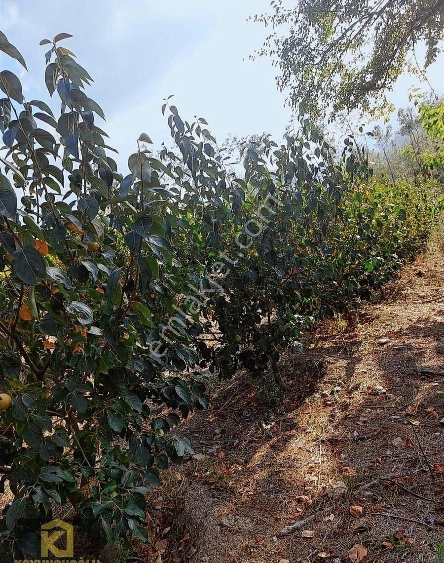 Koyuncuoğlu'ndan Hurma Ve Zeytin Ağaçlı Yatırımlık Bahçe - Görsel 4
