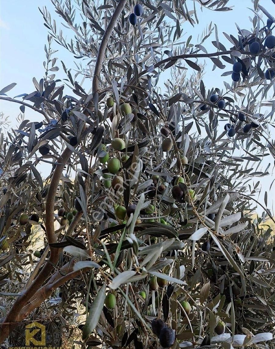 Koyuncuoğlu'ndan Hurma Ve Zeytin Ağaçlı Yatırımlık Bahçe - Görsel 30