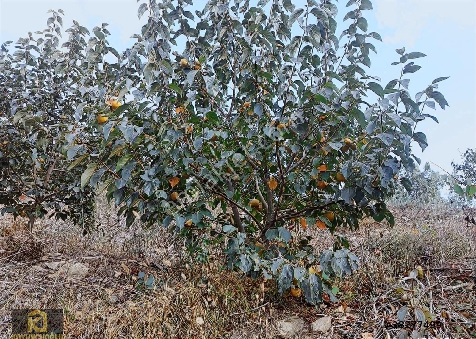Koyuncuoğlu'ndan Hurma Ve Zeytin Ağaçlı Yatırımlık Bahçe - Görsel 27