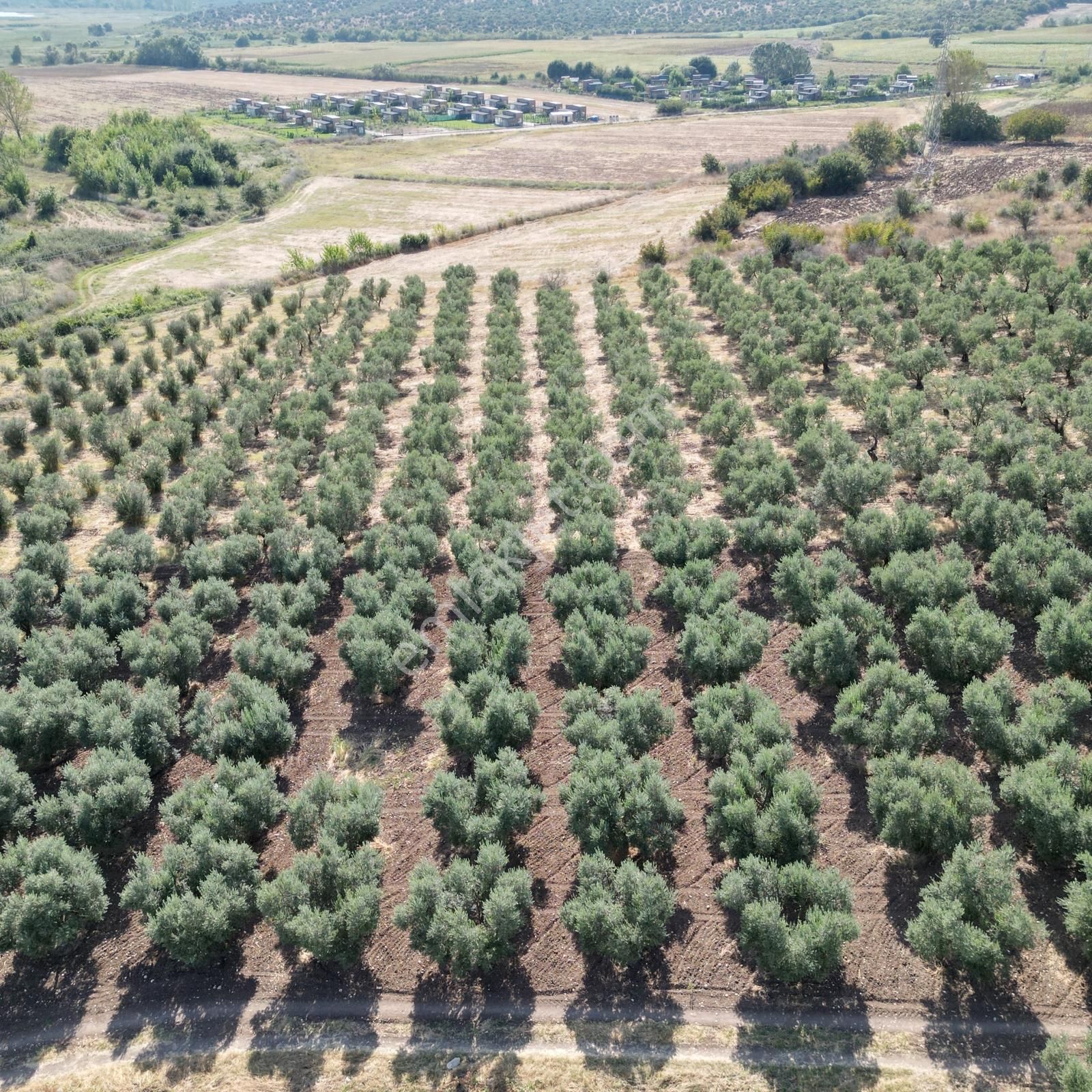 Civanoğlundan Nilüfer Çatalağılda Göl Manzaralı Araziler[2] - Görsel 15
