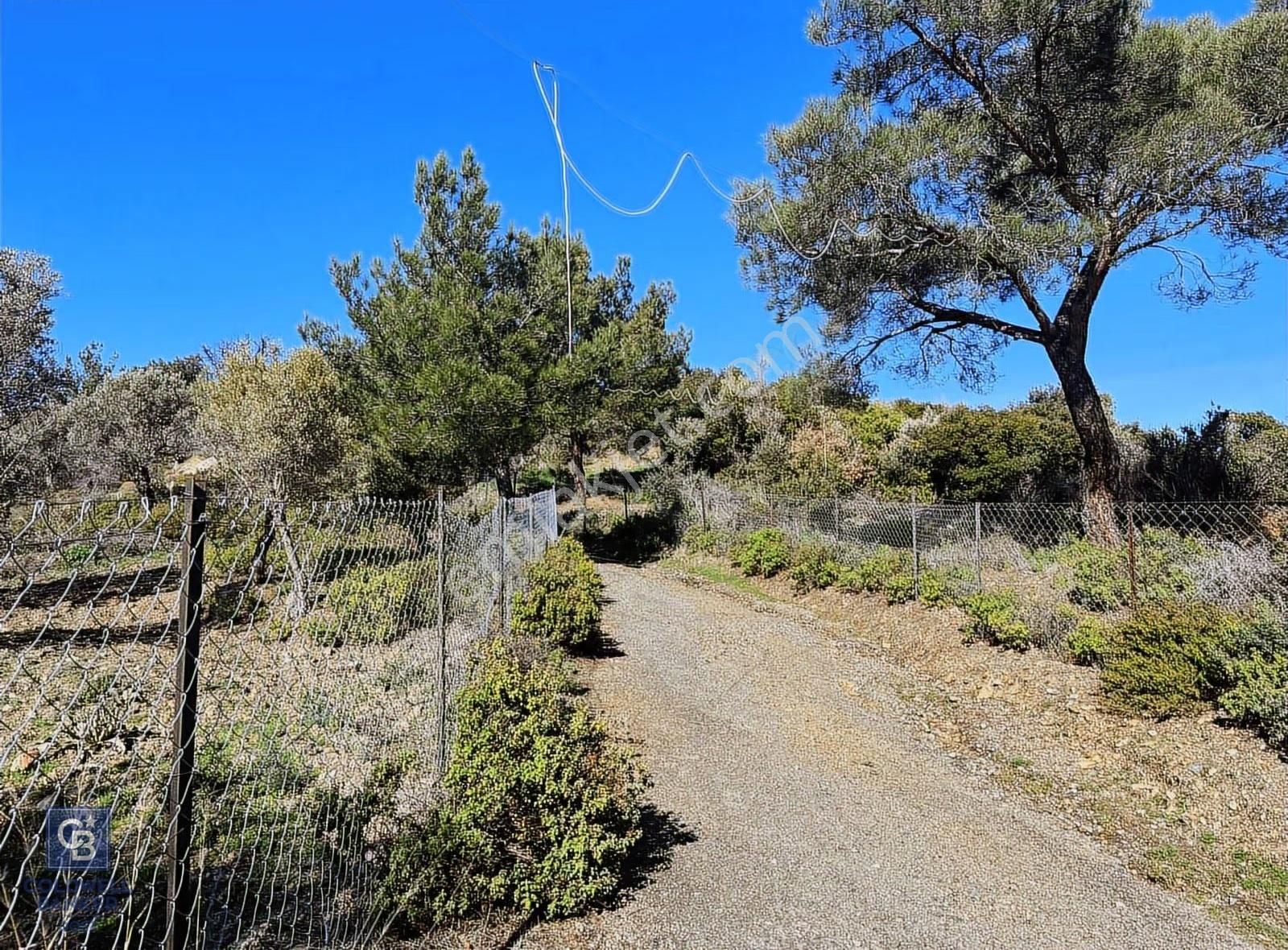 Seferihisar Gölcük Satılık 7 Dönüm Yatırımlık Fırsat Zeytinlik - Görsel 12