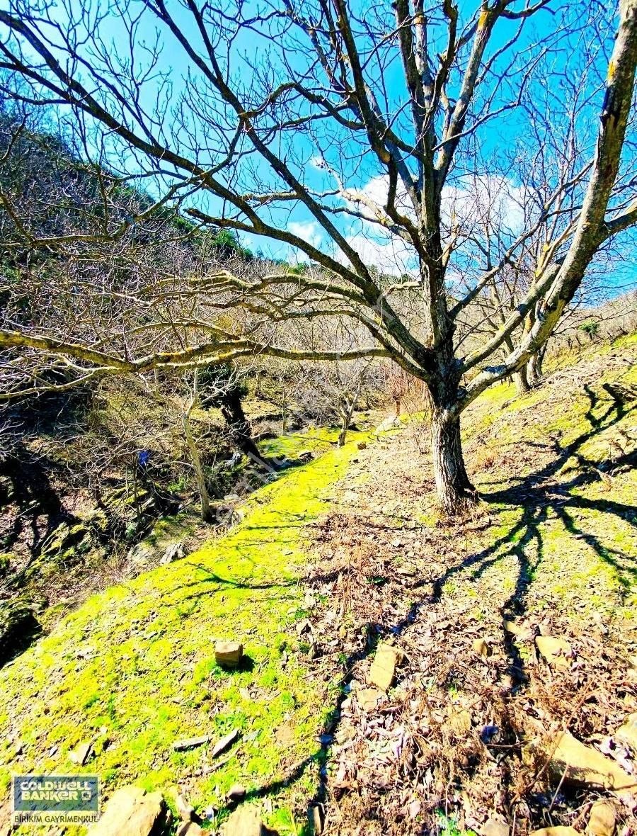 İzmir Bergama'da Kaynak Suyu Olan 1570 M2 Kelepir Ceviz Bahcesi - Görsel 2