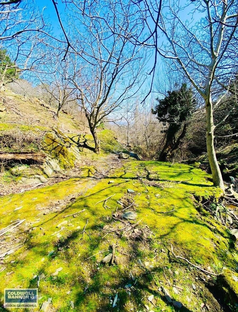 İzmir Bergama'da Kaynak Suyu Olan 1570 M2 Kelepir Ceviz Bahcesi - Görsel 6