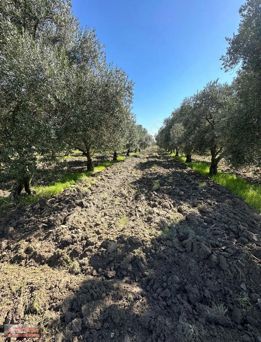 Trilye Zeytin Bahçesi - Görsel 3