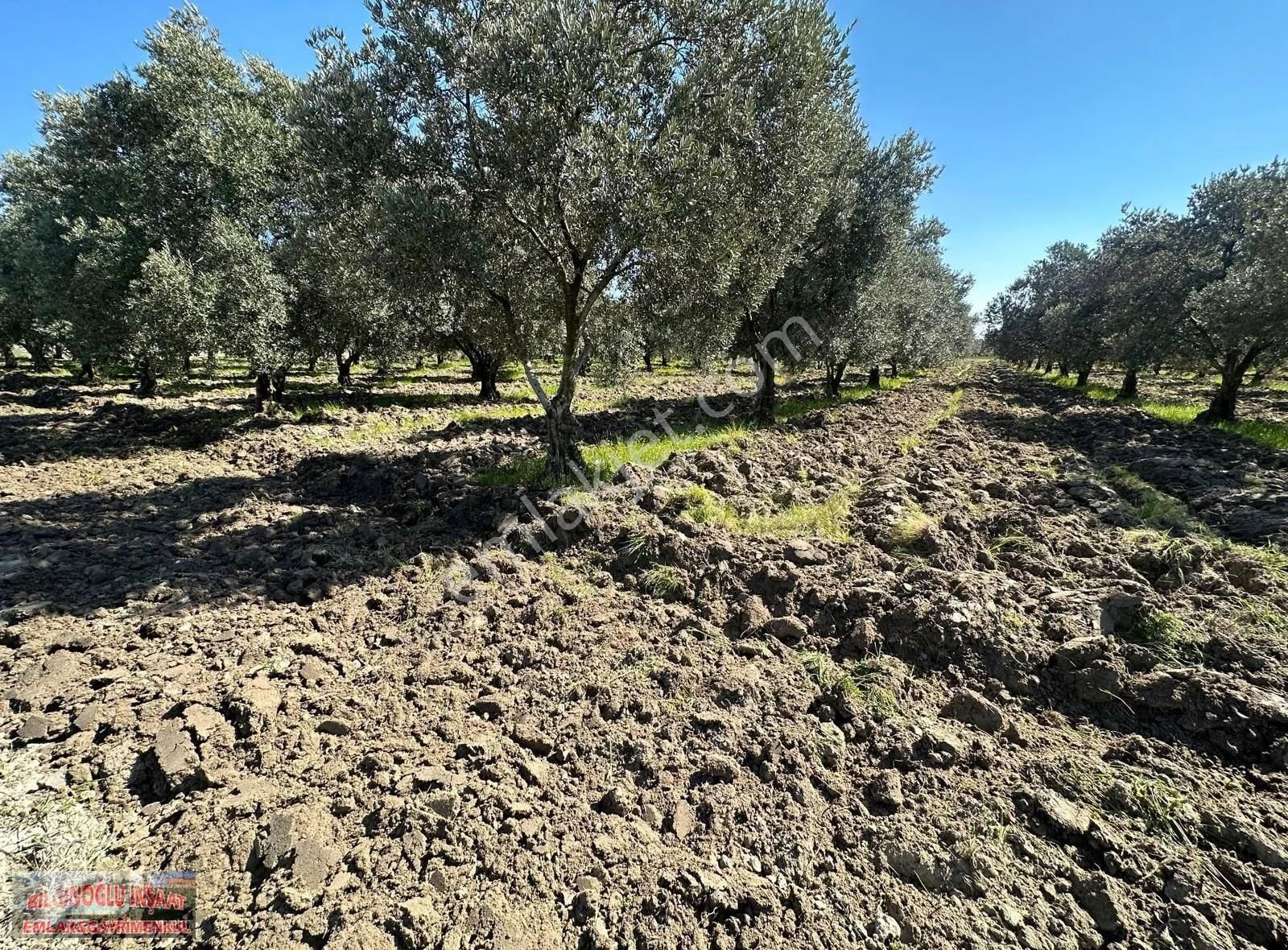 Trilye Zeytin Bahçesi