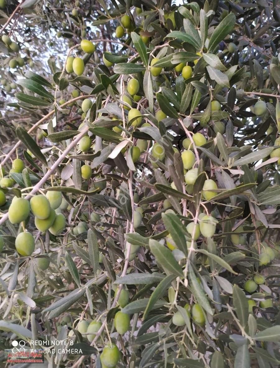 Trilye Zeytin Bahçesi - Görsel 2