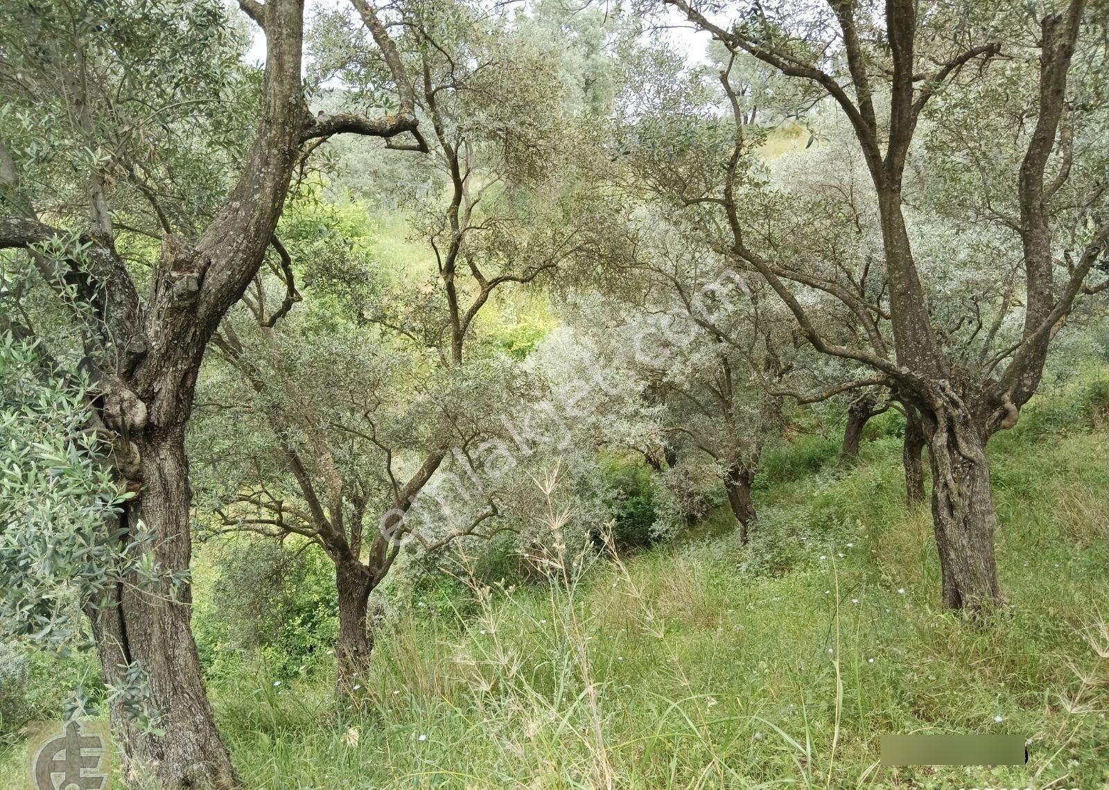 Köye 50 Metre Mesafede Zeytinlik - Görsel 5
