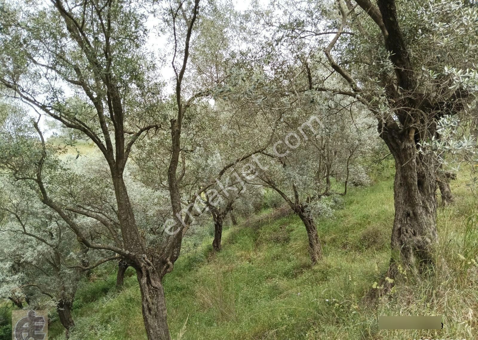 Köye 50 Metre Mesafede Zeytinlik - Görsel 4