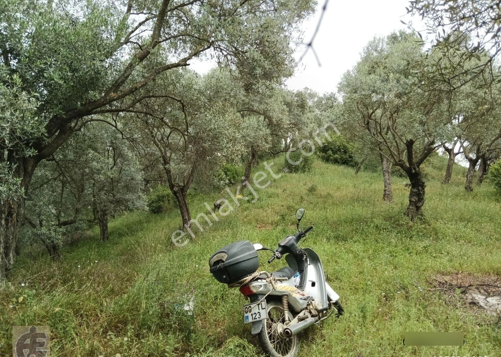 Köye 50 Metre Mesafede Zeytinlik - Görsel 8