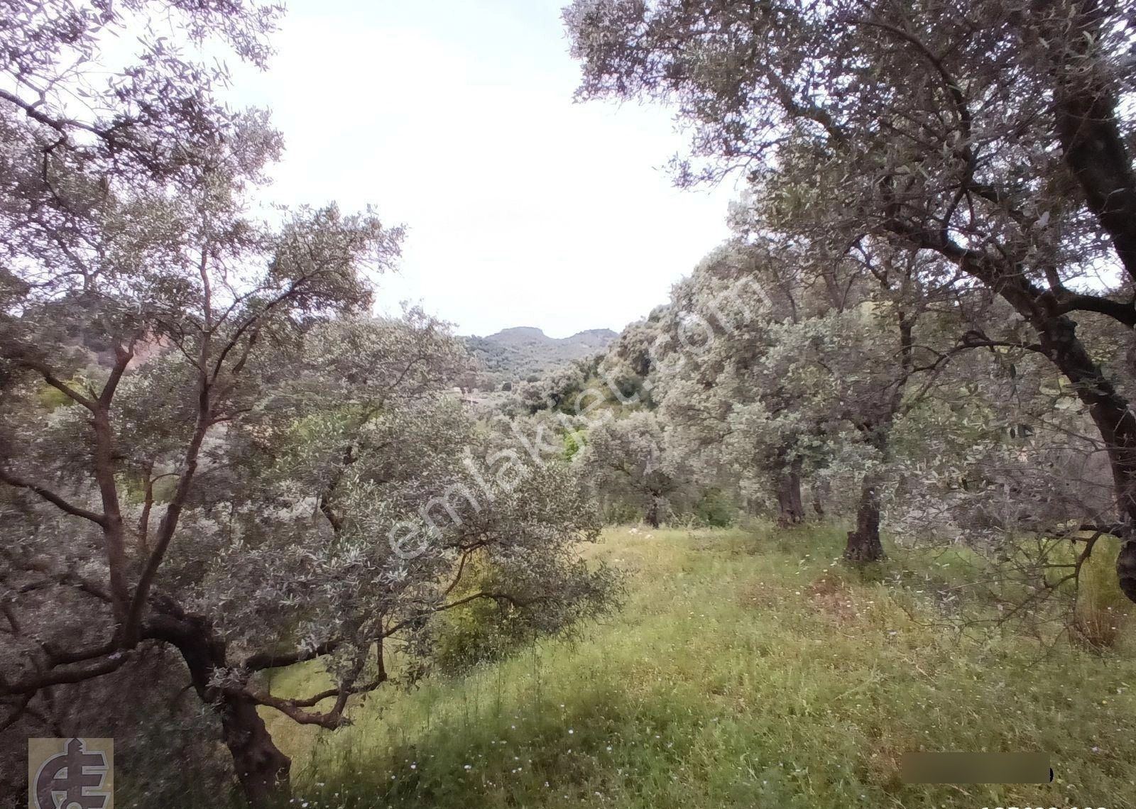 Köye 50 Metre Mesafede Zeytinlik - Görsel 7