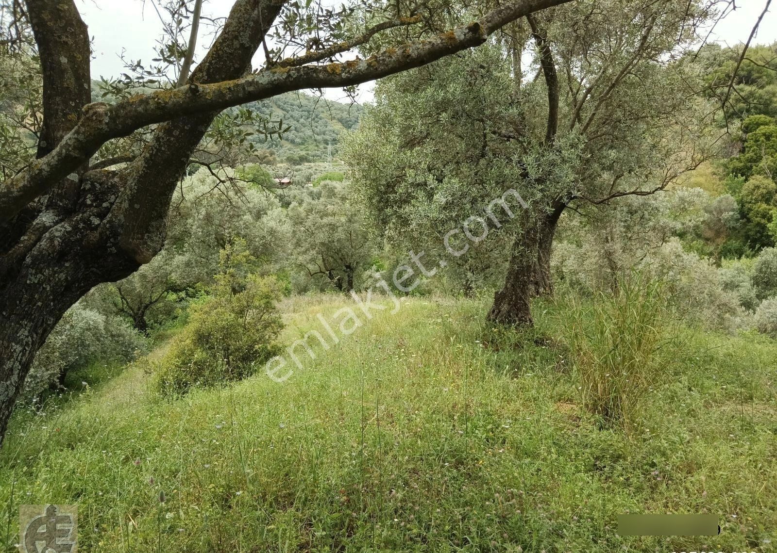 Köye 50 Metre Mesafede Zeytinlik - Görsel 9