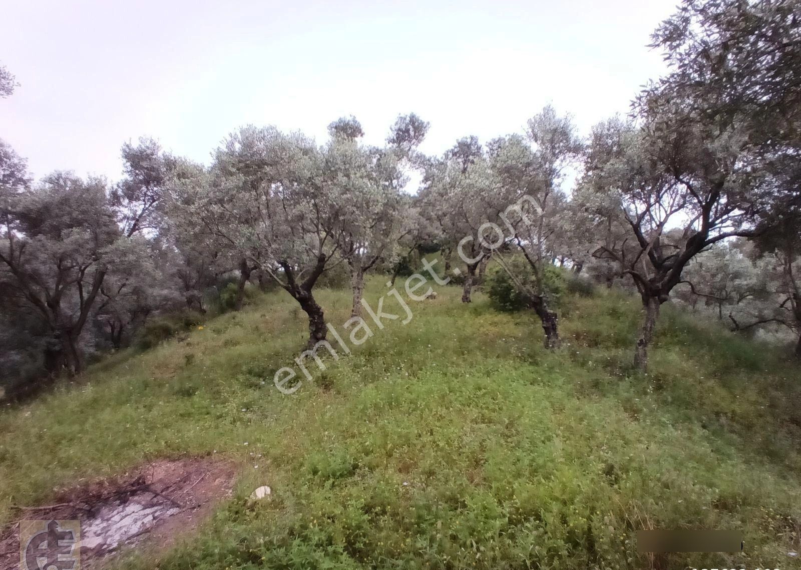Köye 50 Metre Mesafede Zeytinlik