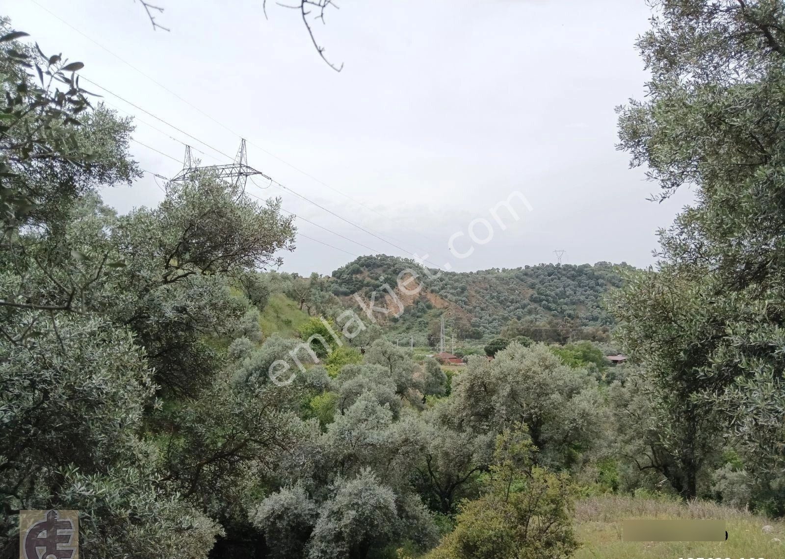 Köye 50 Metre Mesafede Zeytinlik - Görsel 6