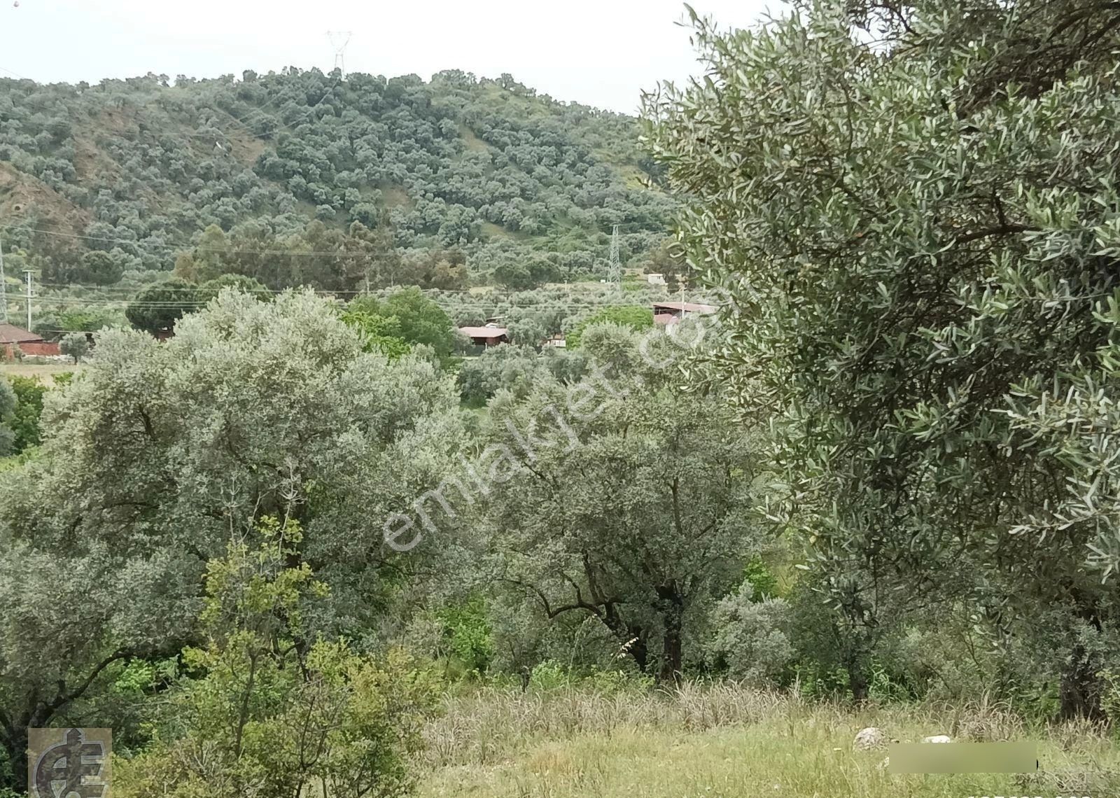 Köye 50 Metre Mesafede Zeytinlik - Görsel 2
