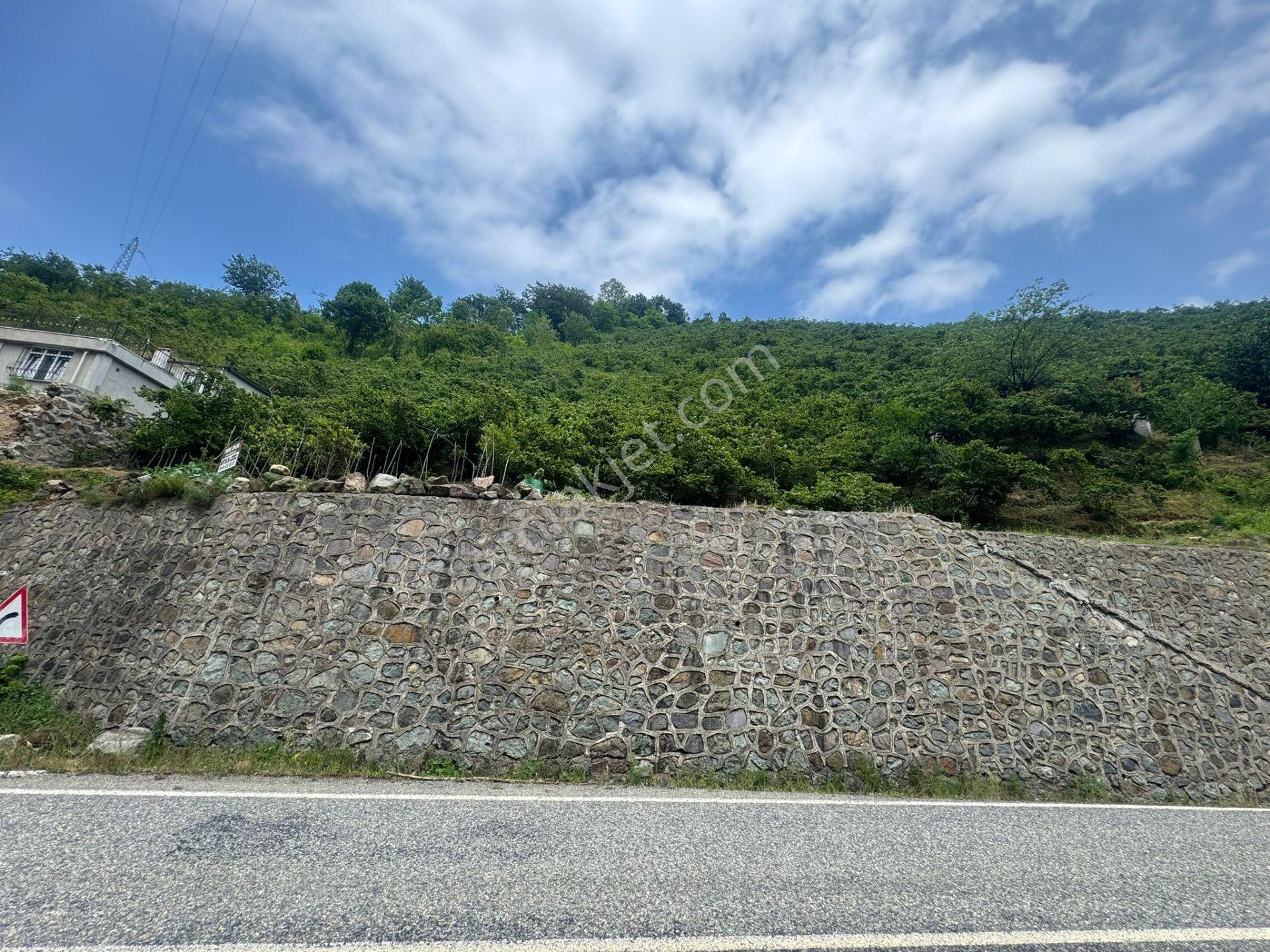 İnanç Emlaktan Uzkara Köyünde Satılık 4656 M2 Fındık Bahçesi - Görsel 5