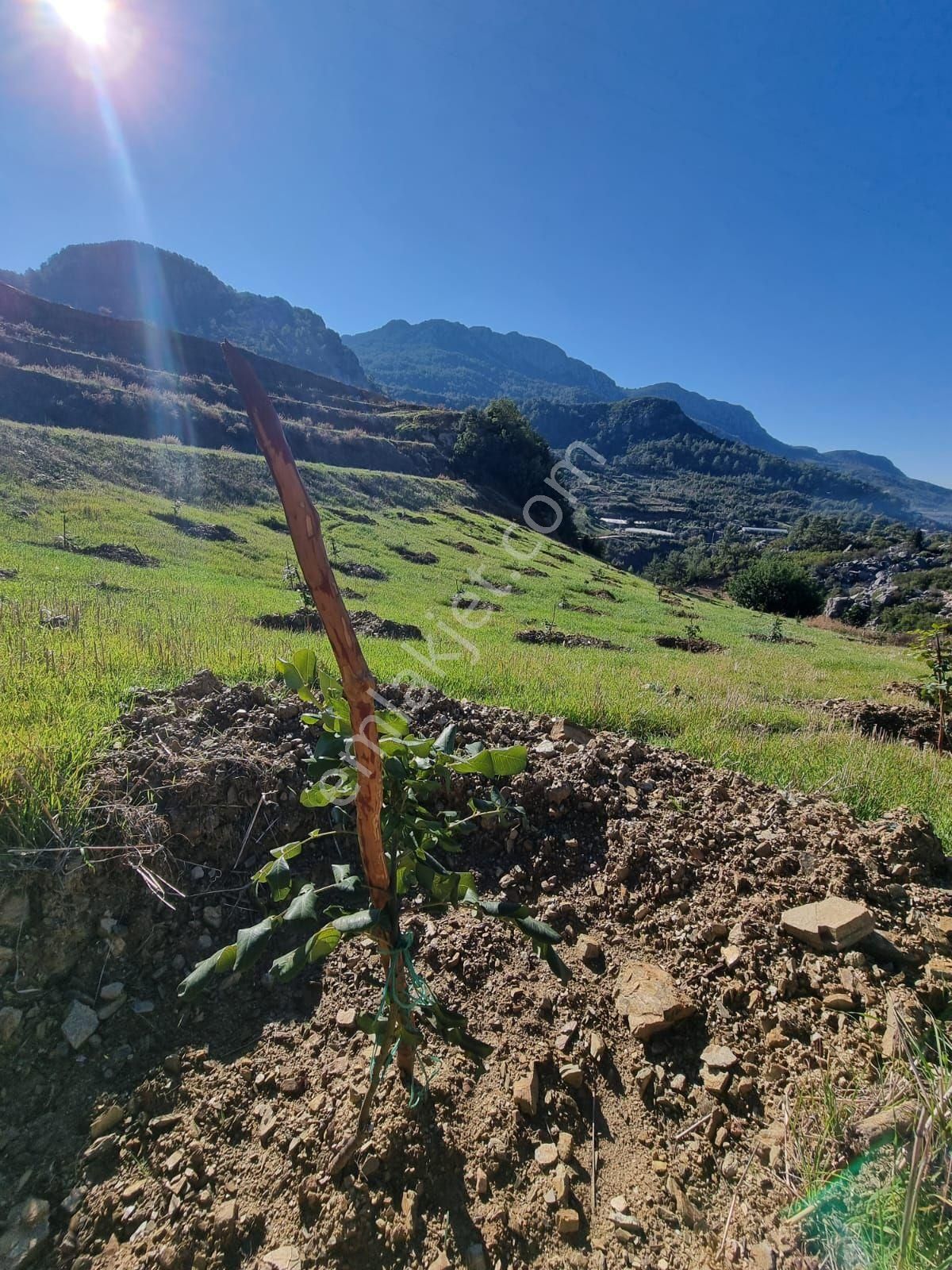 Gazipaşa Çörüş Mahallesinde Satılık Kurulu Düzen 10 Dönüm Bahçe - Görsel 7