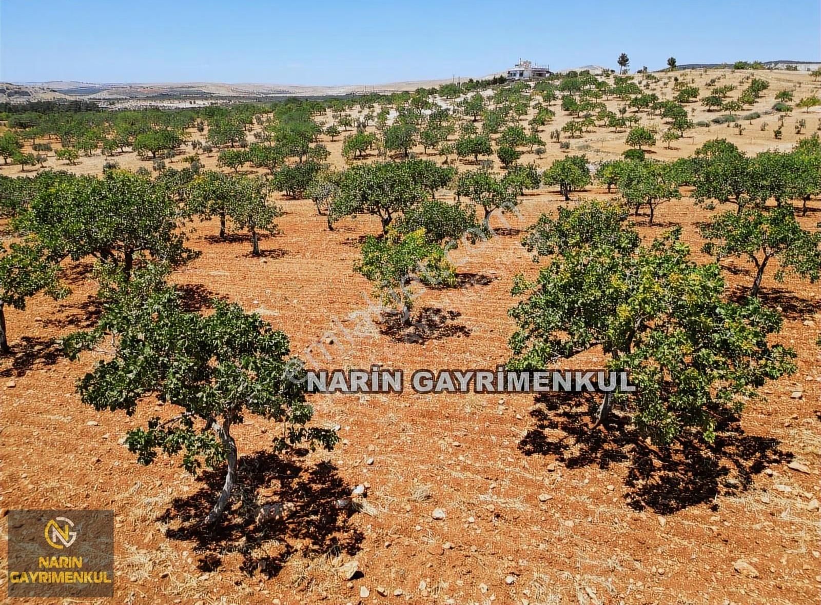 Şahinbey Bostancık 400 Fıstık, 4 Ton Ürün,resmi Yol, Kuyu Var - Görsel 9
