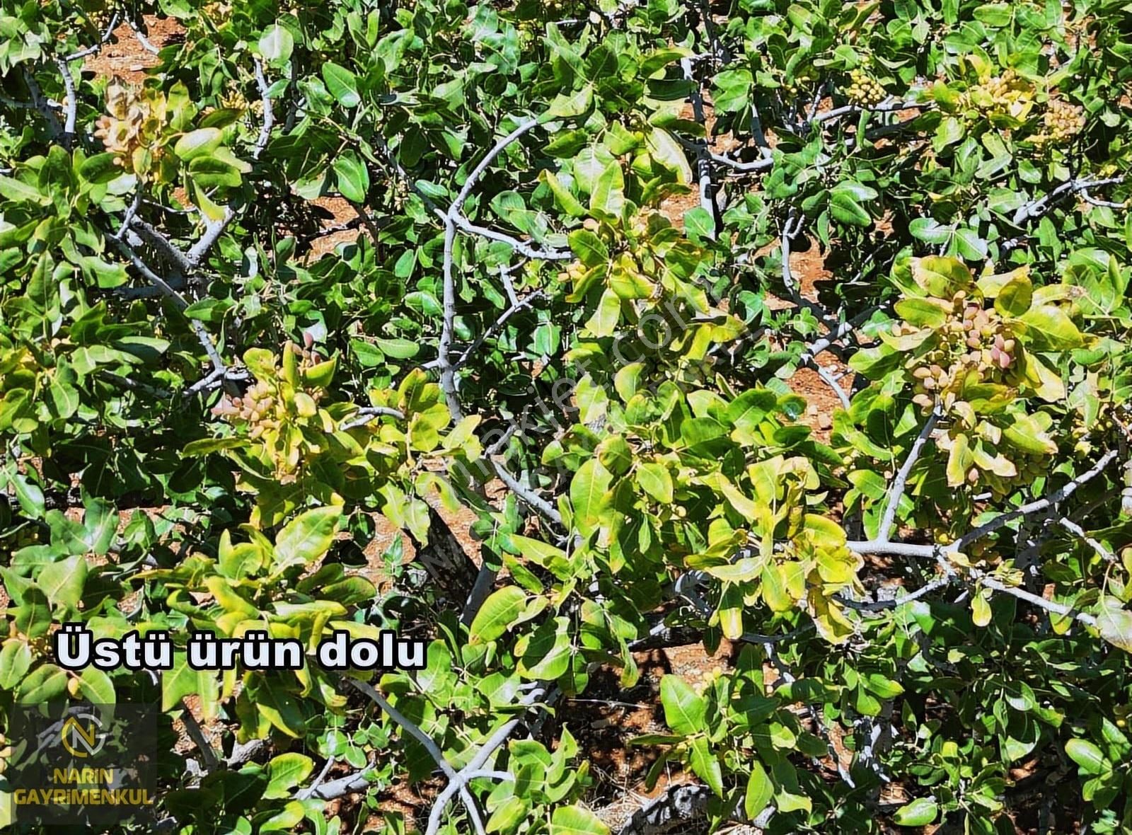 Şahinbey Bostancık 400 Fıstık, 4 Ton Ürün,resmi Yol, Kuyu Var - Görsel 6