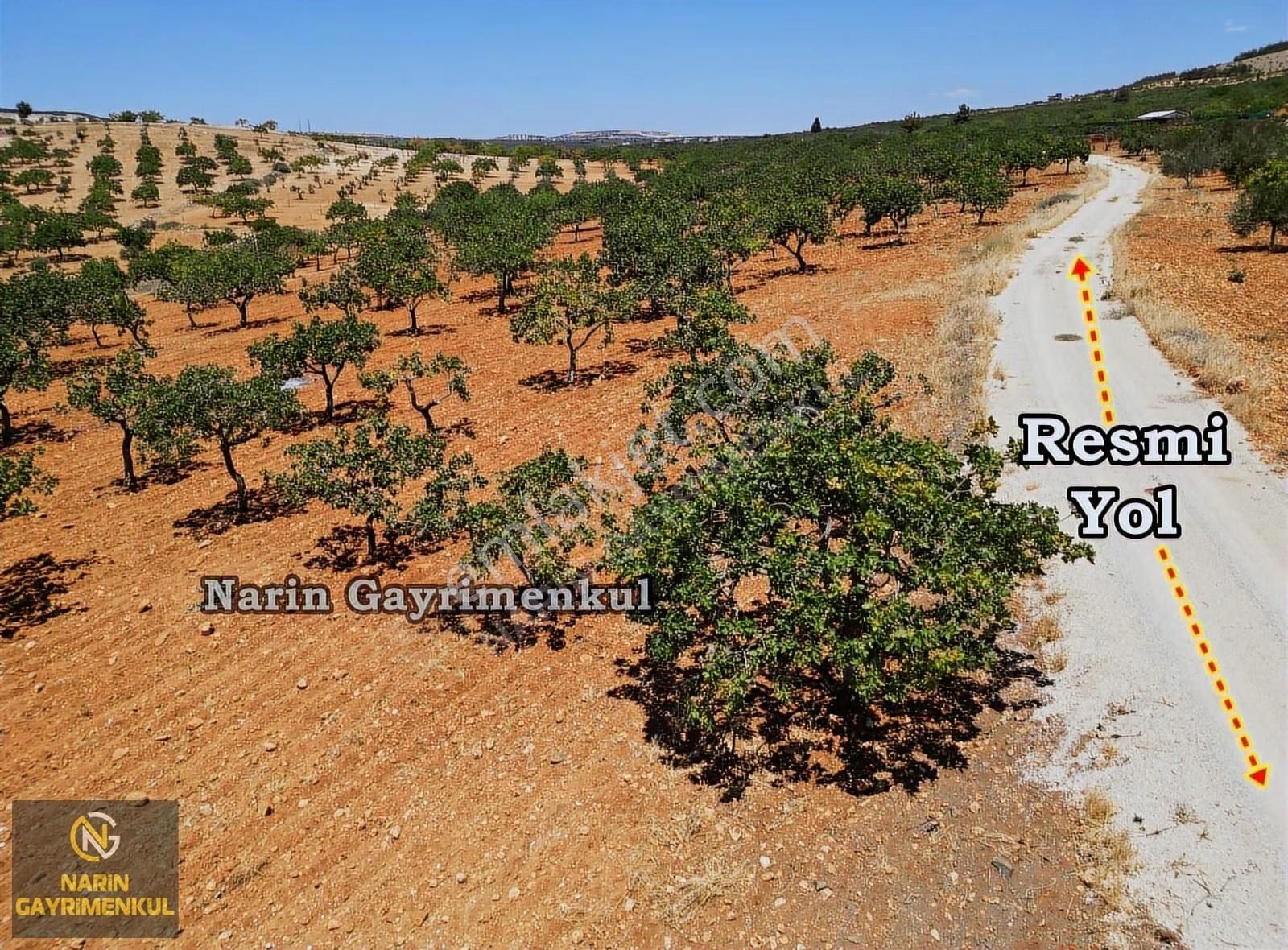 Şahinbey Bostancık 400 Fıstık, 4 Ton Ürün,resmi Yol, Kuyu Var - Görsel 3