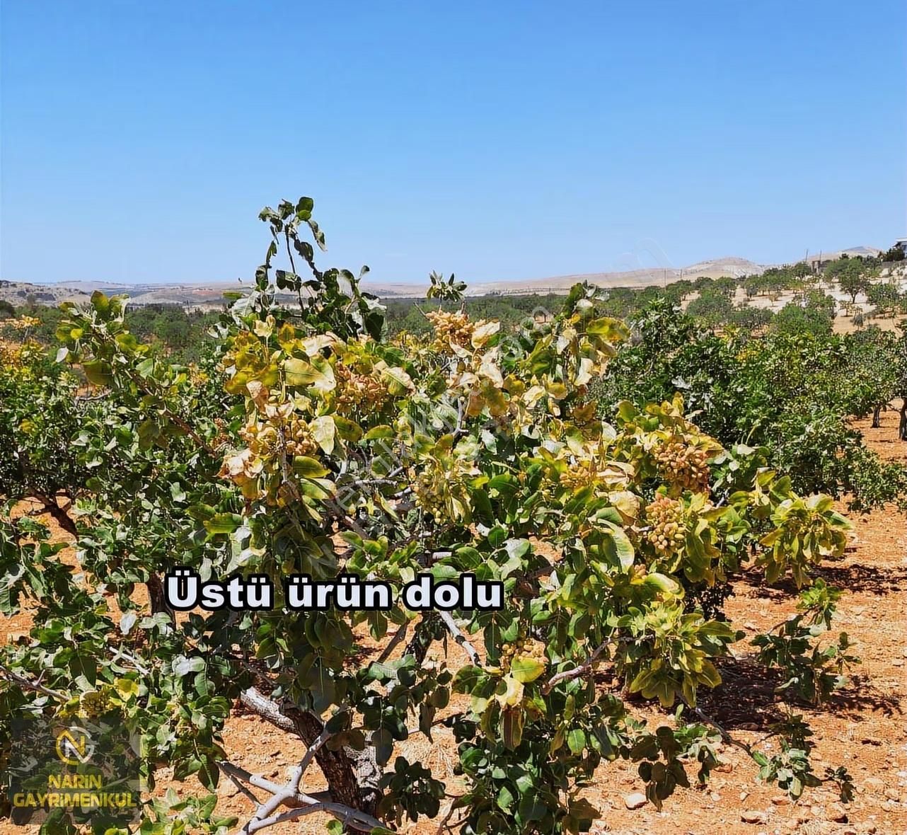Şahinbey Bostancık 400 Fıstık, 4 Ton Ürün,resmi Yol, Kuyu Var - Görsel 10