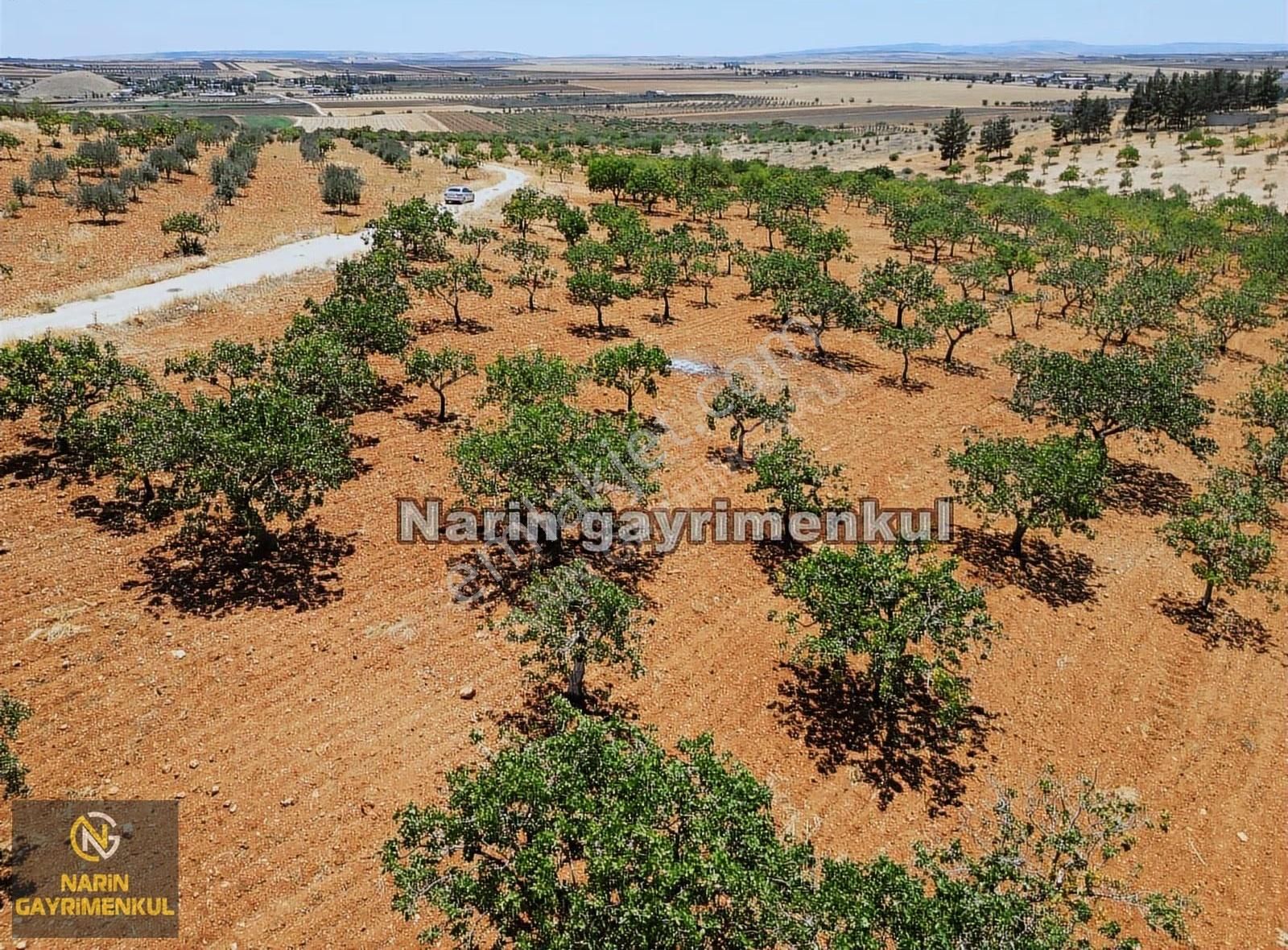 Şahinbey Bostancık 400 Fıstık, 4 Ton Ürün,resmi Yol, Kuyu Var